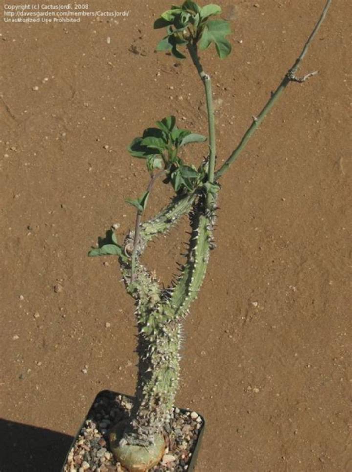 アデニア アクレアータの秘密: 伝統医療の隠れた力