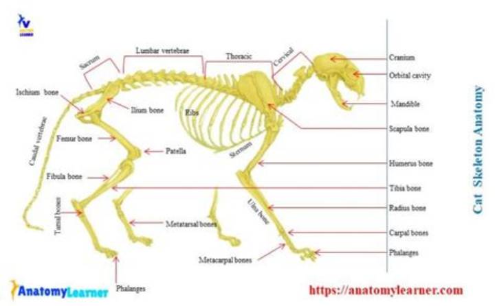 猫の骨格標本が明かす驚異の身体能力｜構造・製作工程からメモリアル保存まで解説