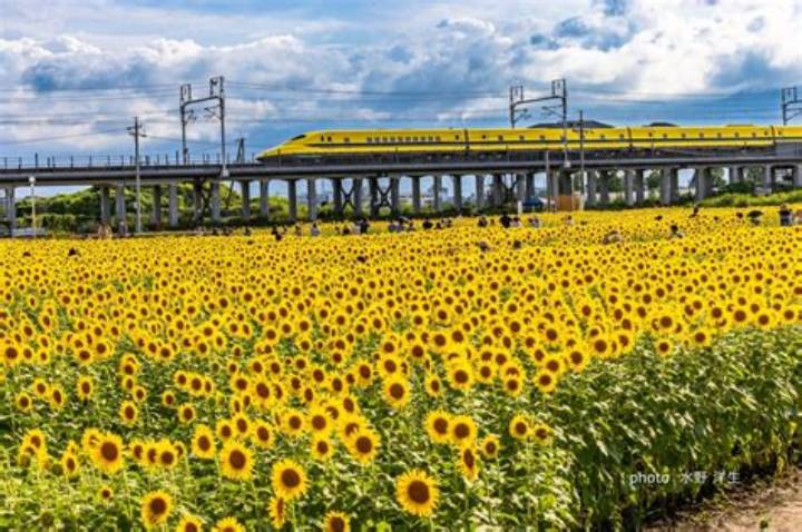 袋井ひまわり畑 ひまわり畑の光と影：夏の花の秘密