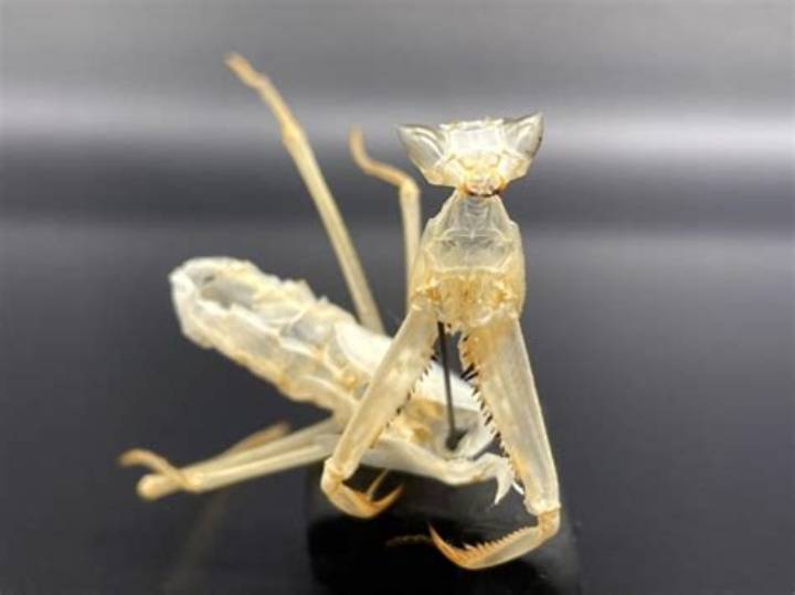 カマキリの抜け殻の真実: 知られざる脱皮の神秘と見つけ方