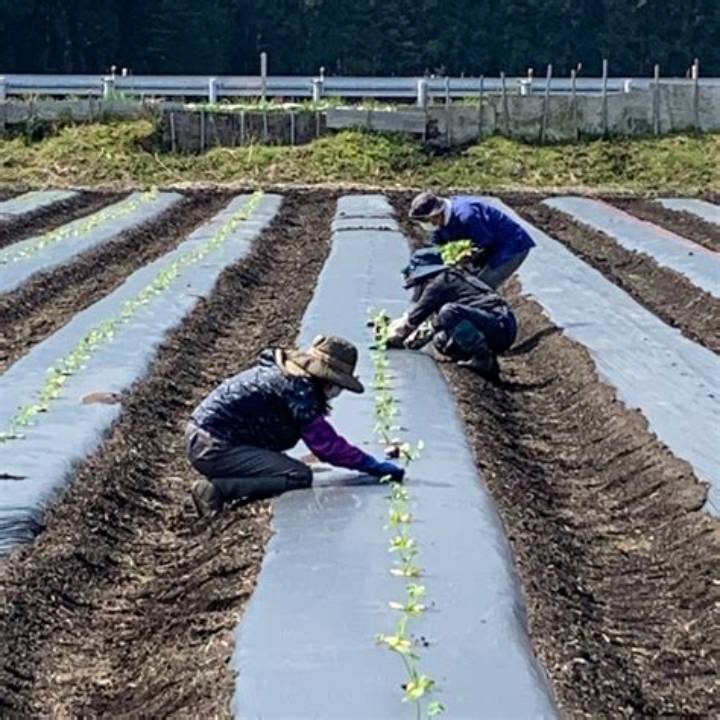日光あおぞら農園の挑戦｜無農薬・自然栽培がもたらす極上野菜と食の未来