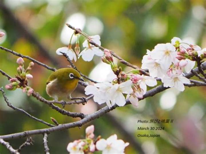 大阪城公園の野鳥たち｜都会のオアシスで出遭う300種の奇跡と観察スポット徹底解剖