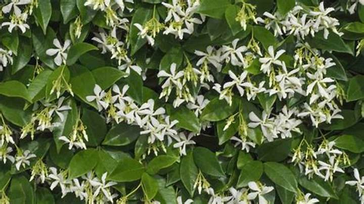 幸福を咲かせる星型の可憐な花「ホワイトスター」の真実｜花言葉・育て方・切り花を長持ちさせる技法