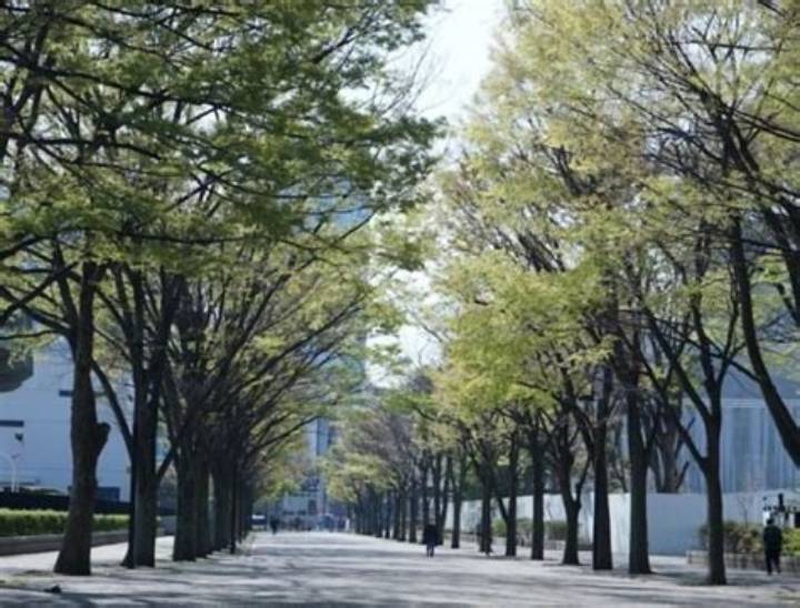 代々木公園ケヤキ並木通りの魅力と歴史を完全ガイド